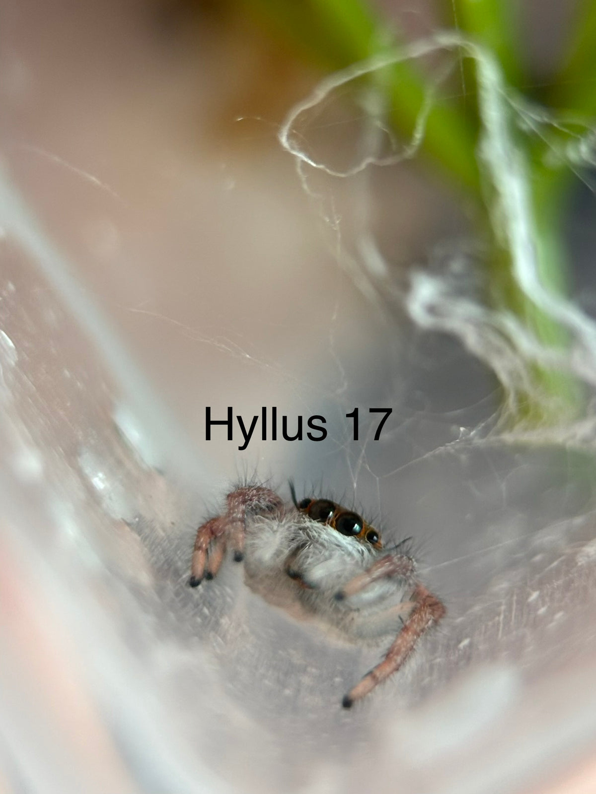 Hyllus diardi Jumping Spider i5 - Hyllus 17- With Bioactive Starter Cup