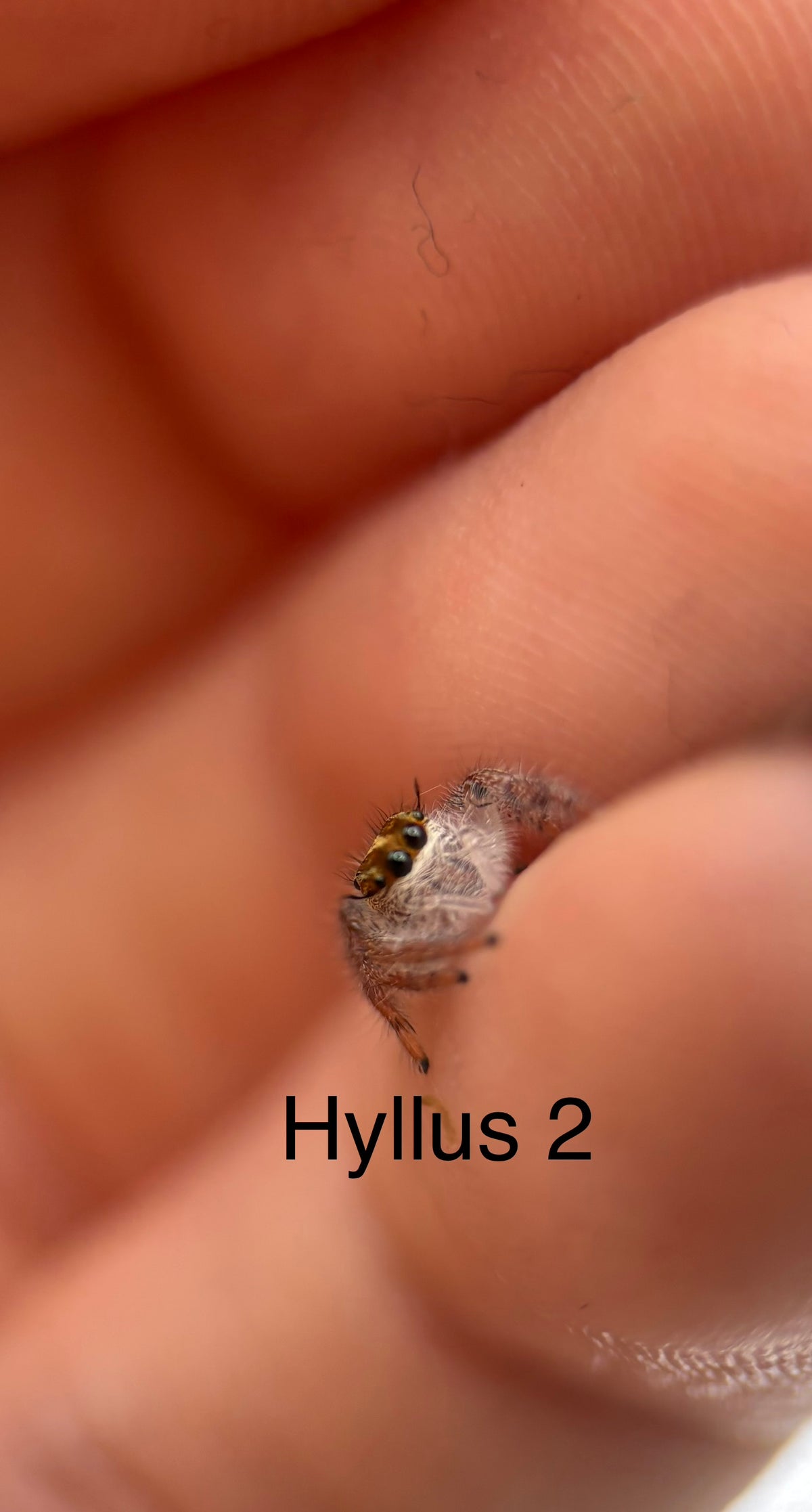 Hyllus diardi Jumping Spider i5 - Hyllus 2-With Bioactive Starter Cup