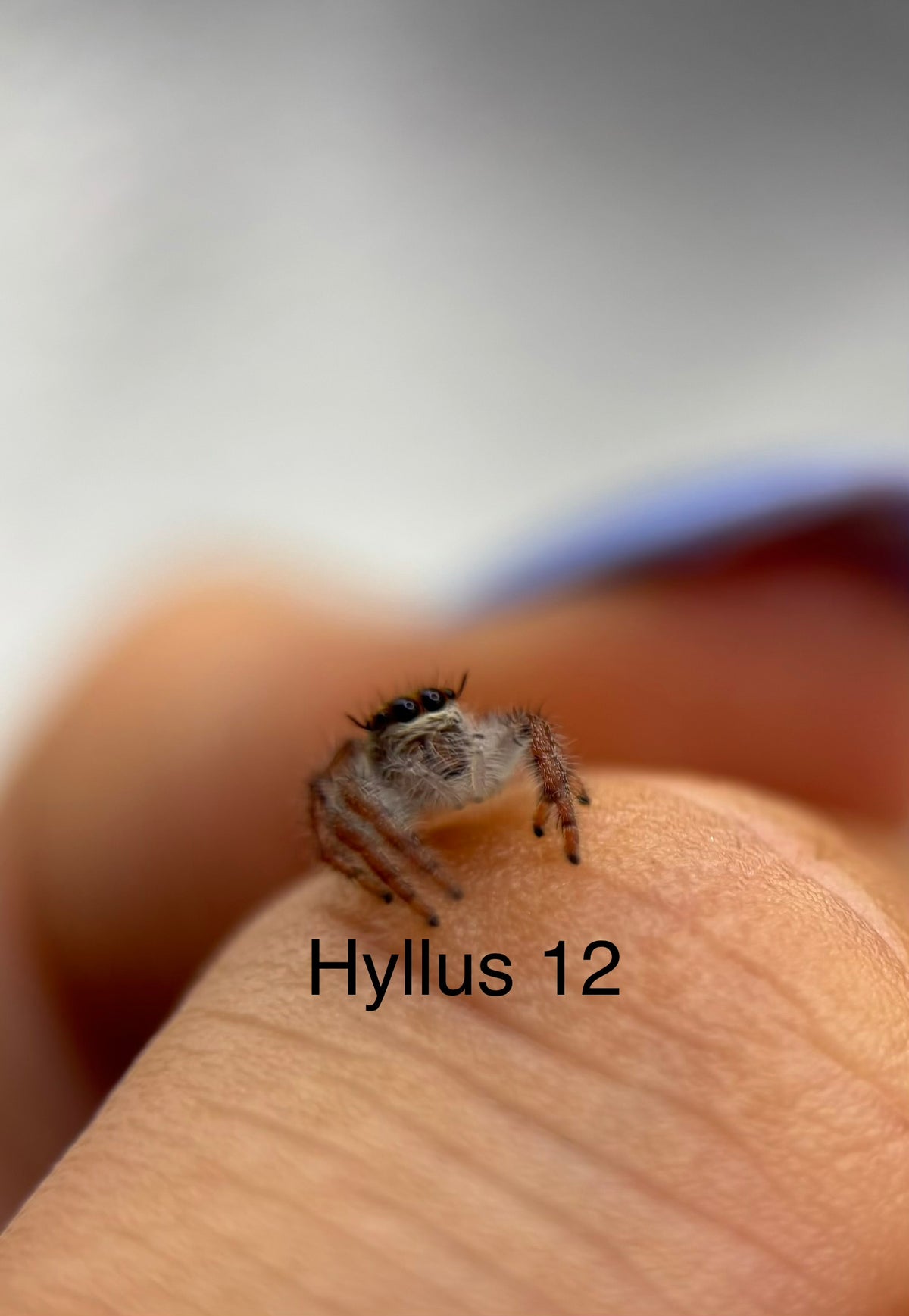 Hyllus diardi Jumping Spider i5 - Hyllus 12 - With Bioactive Starter Cup