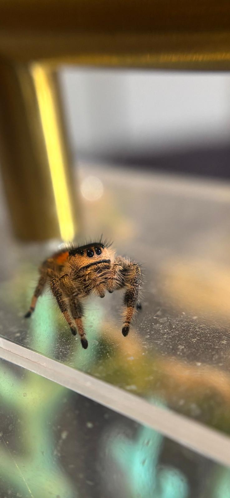 Phidippus Regius Isla Juventud - Pumpkin & Blueberry's Spiderlings - Unsexed