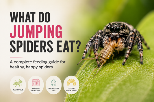 What Do Jumping Spiders Eat? A Complete Feeding Guide for Healthy, Happy Spiders