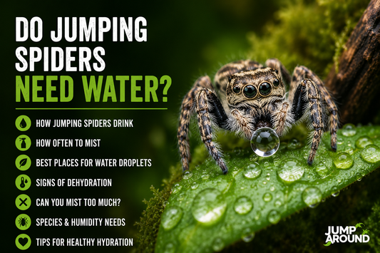 Do Jumping Spiders Need Water? Everything You Need to Know