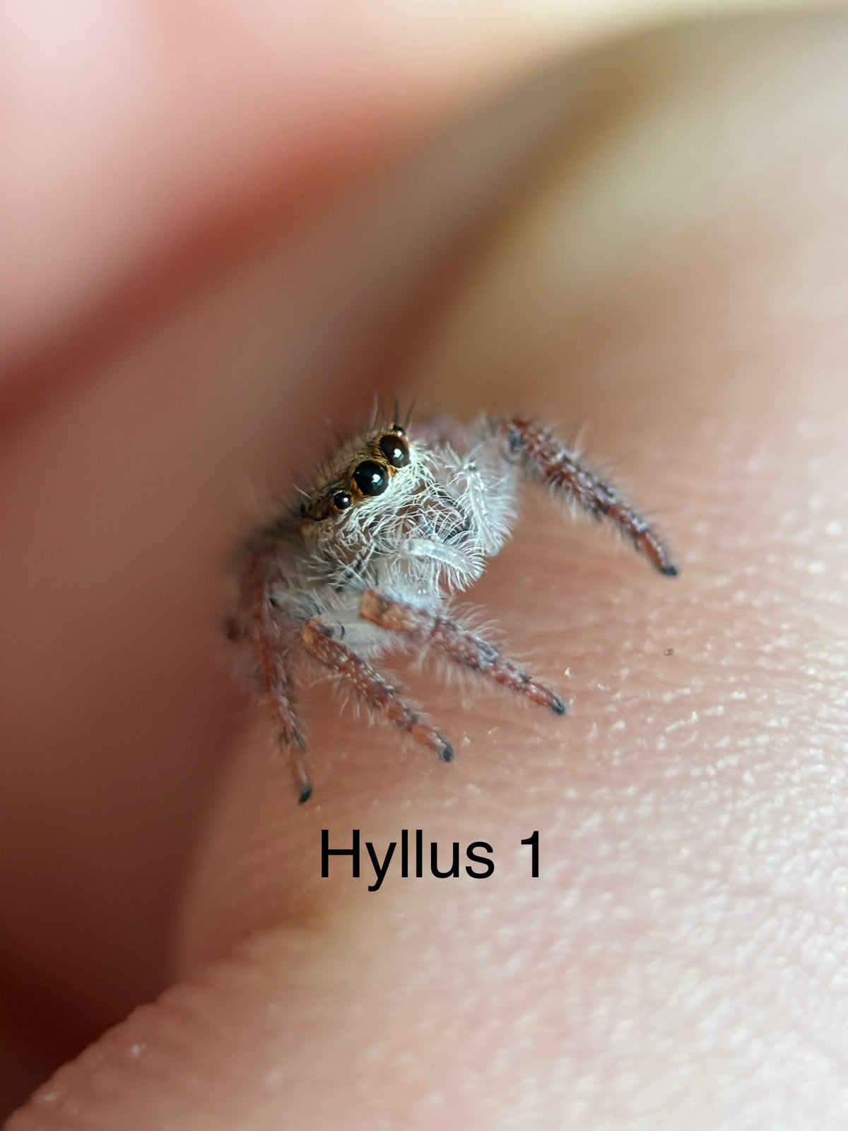 Hyllus diardi Jumping Spider i5 - Hyllus 1-  🖤With Bioactive Starter Cup