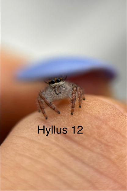 Hyllus diardi Jumping Spider i5 - Hyllus 12 - With Bioactive Starter Cup