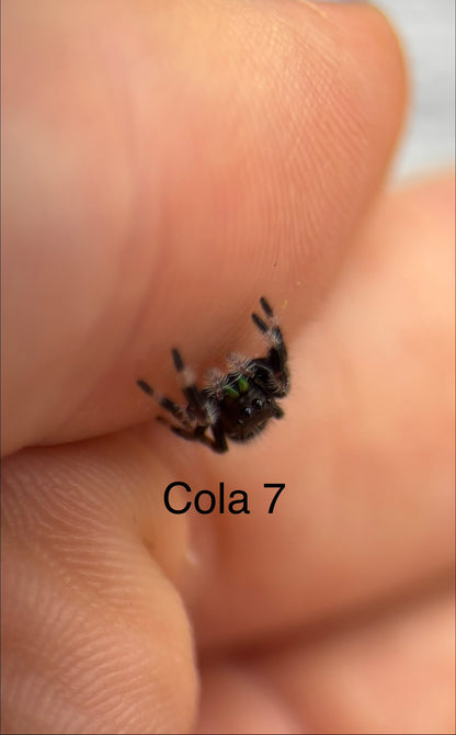 Phidippus Regius Apalachicola i5 Spider - Cola 7