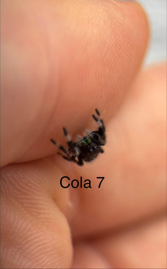 Phidippus Regius Apalachicola i5 Spider - Cola 7