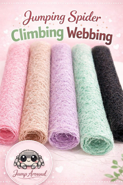 Jumping Spider Climbing Web