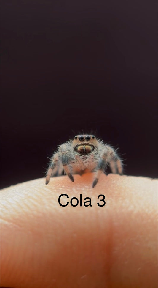 Phidippus Regius Apalachicola i6 Spider - Cola 3