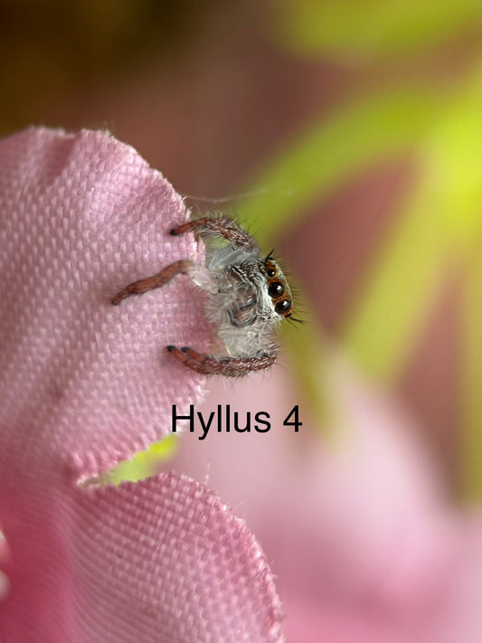 Hyllus diardi Jumping Spider i5 - Hyllus 4 - With Bioactive Starter Cup