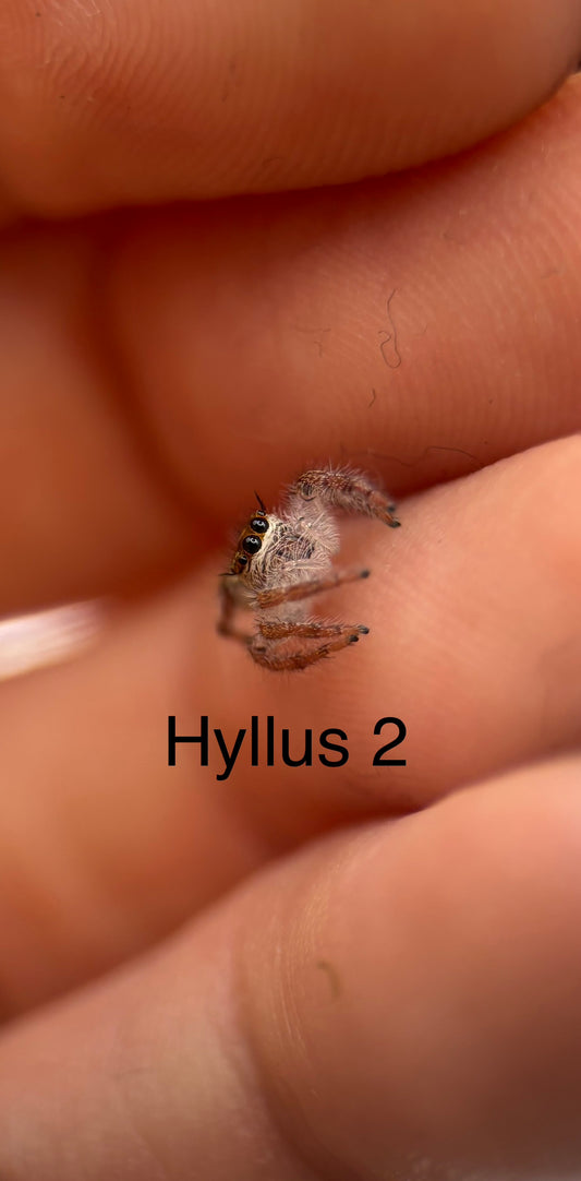 Hyllus diardi Jumping Spider i5 - Hyllus 2-With Bioactive Starter Cup