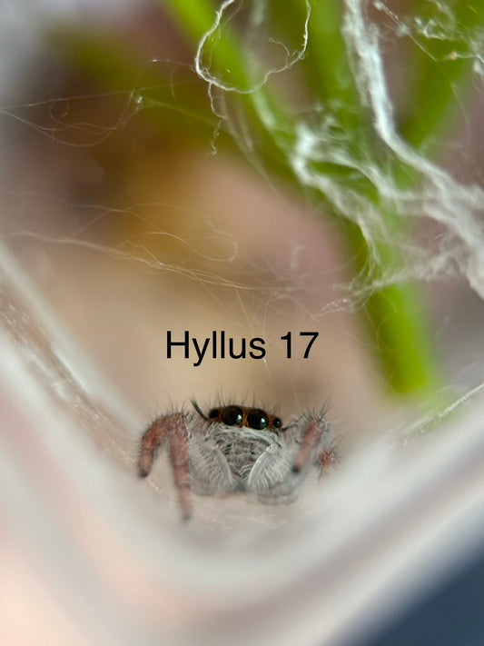 Hyllus diardi Jumping Spider i5 - Hyllus 17- With Bioactive Starter Cup