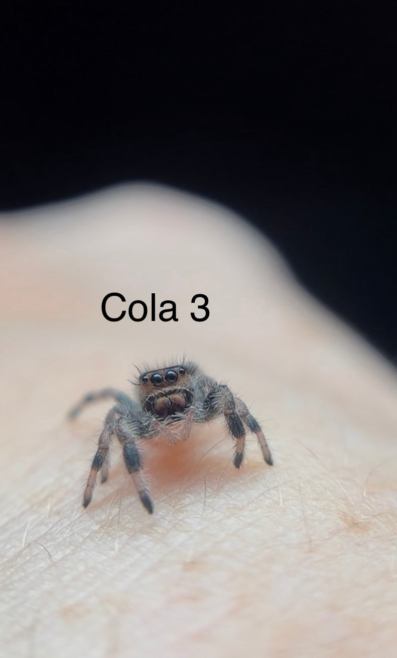 Phidippus Regius Apalachicola i6 Spider - Cola 3