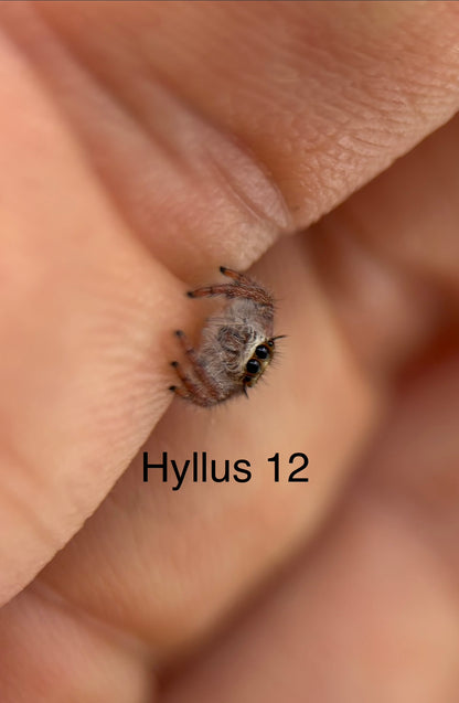 Hyllus diardi Jumping Spider i5 - Hyllus 12 - With Bioactive Starter Cup