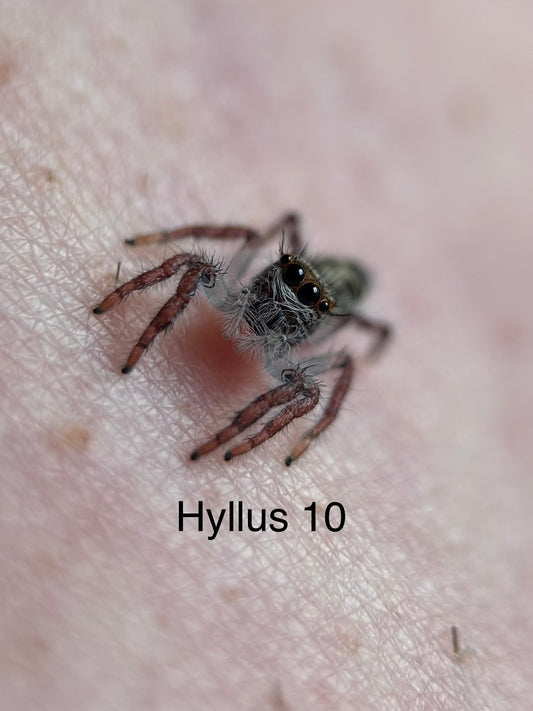 Hyllus diardi Jumping Spider i5 - Hyllus 10- With Bioactive Starter Cup