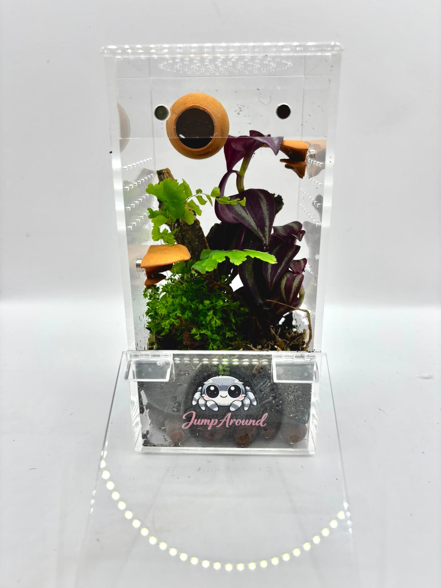 BioActive Junior Jumping Spider Enclosure