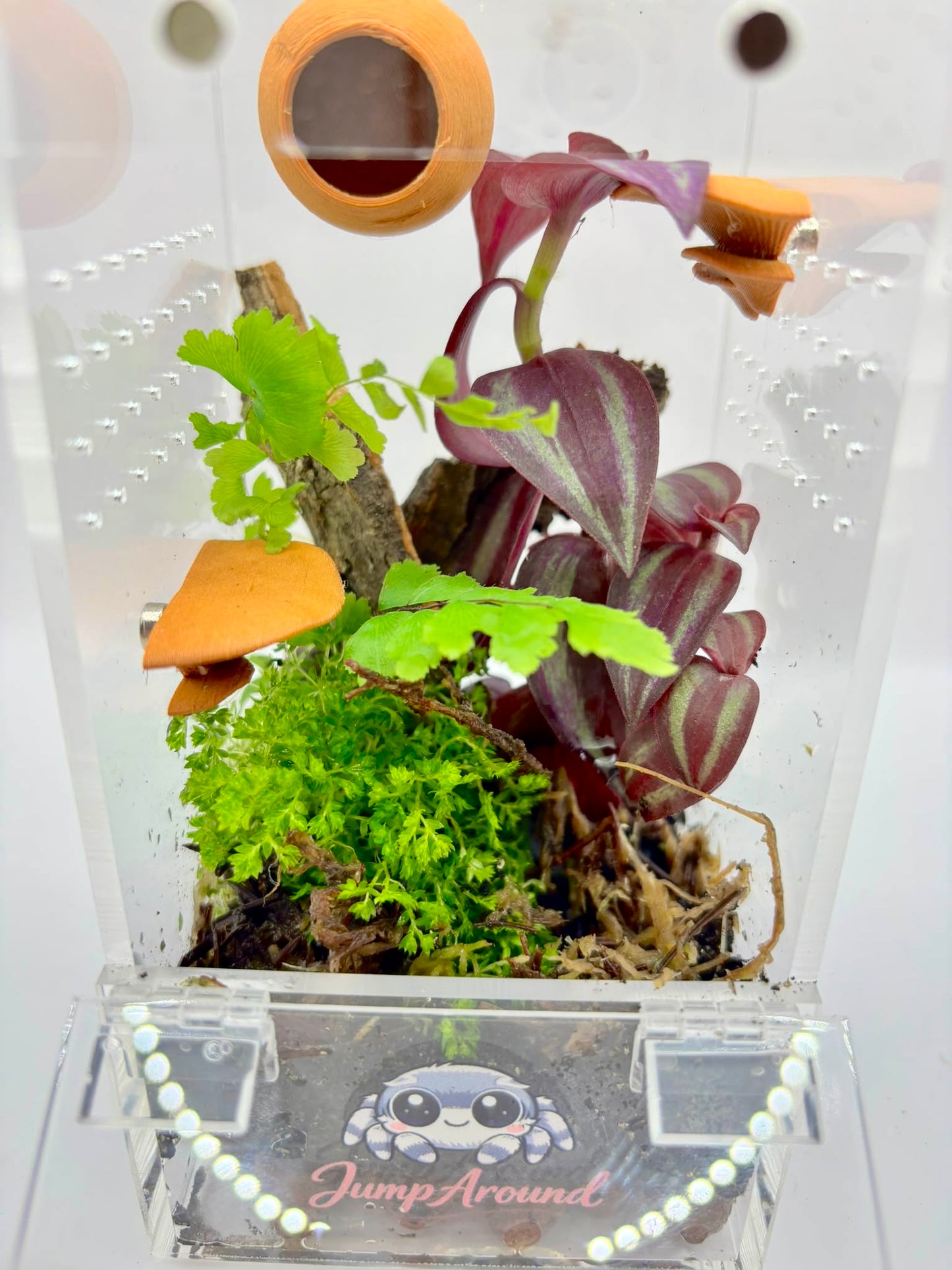 BioActive Junior Jumping Spider Enclosure