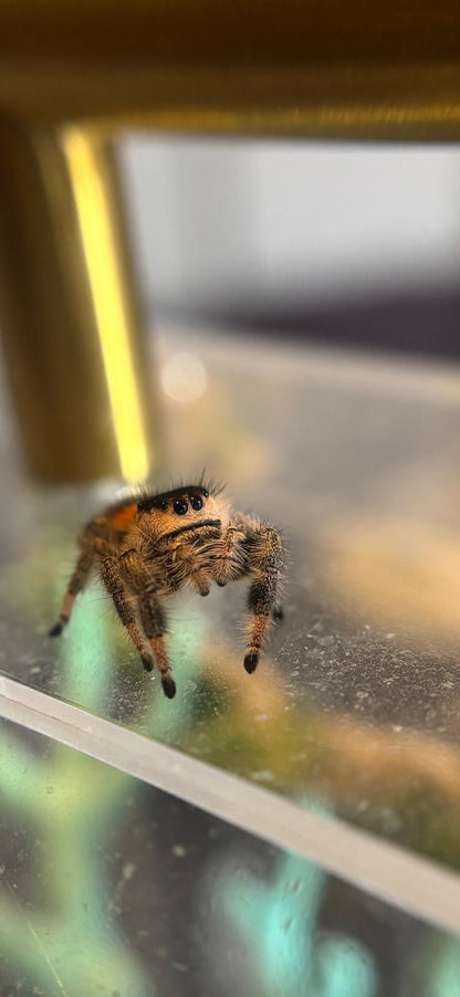 Phidippus Regius Isla Juventud - Pumpkin & Blueberry's Spiderlings - Unsexed