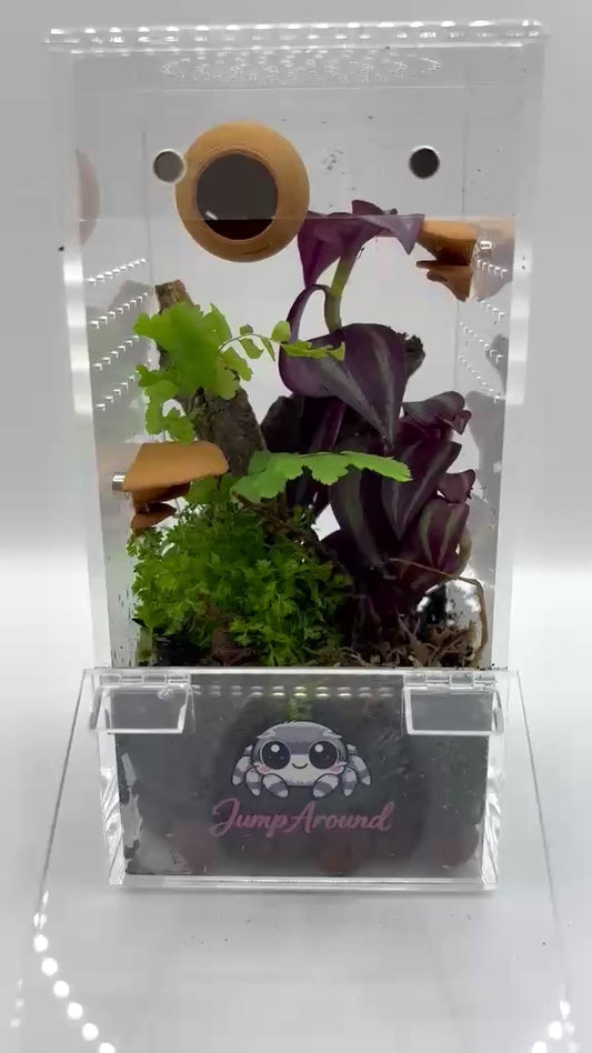 BioActive Junior Jumping Spider Enclosure