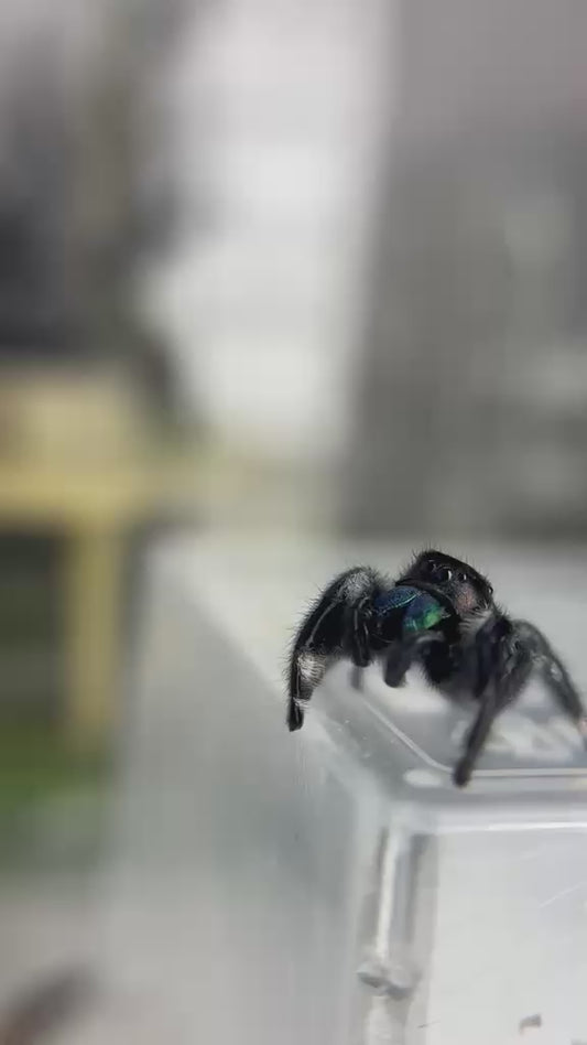 Phidippus Regius Isla Juventud - Pumpkin & Blueberry's Spiderlings - Unsexed